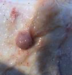 Image of cow with post-mortem lumps under skin
