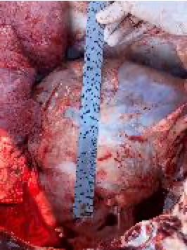Image of cow with post-mortem lumps in heart
