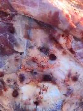 Image of cow with post-mortem lumps in muscle layer