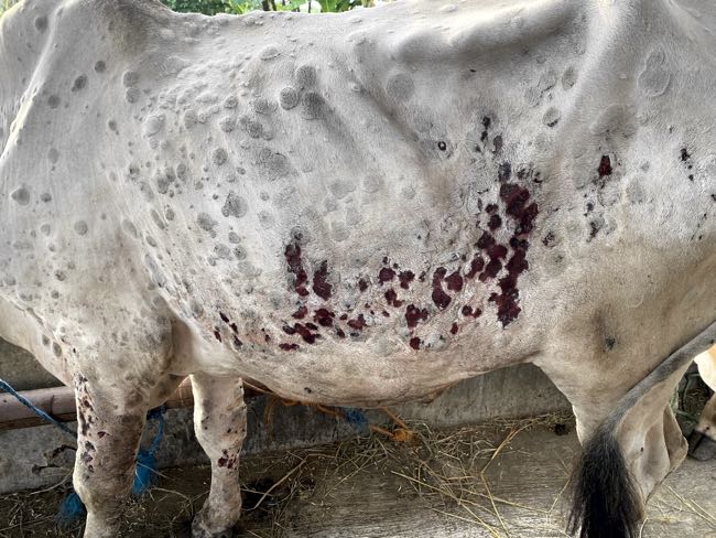Image of cow with lumps on skin