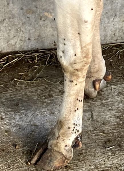 Image of flies on cow leg