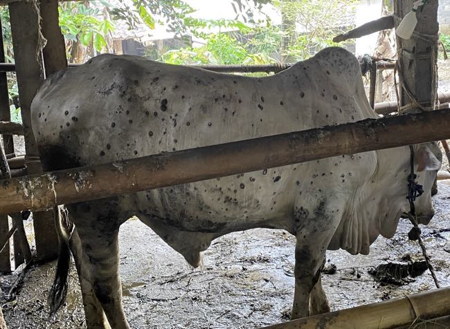 Image of cow showing healing skin lesions