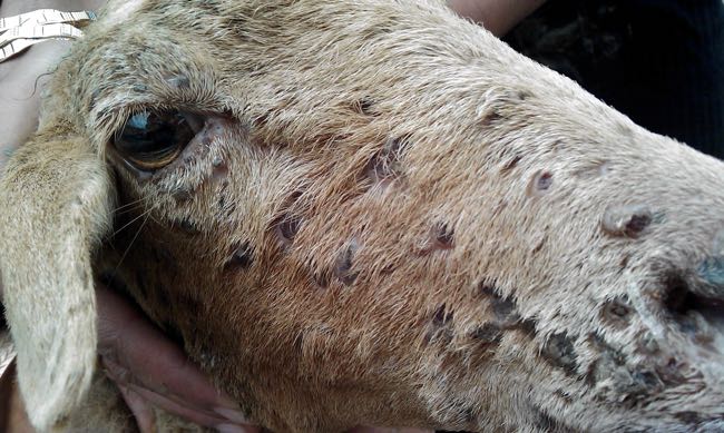 Image of sheep with lumpy skin lesions