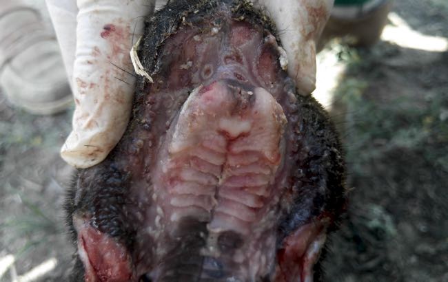 Image of sheep hard palate with lumpy skin lesions