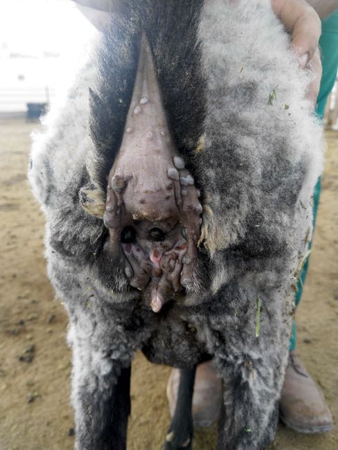 Image of sheep perineum with lumpy skin lesions