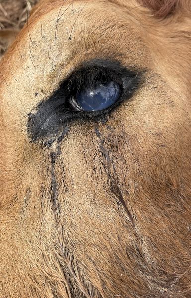 Image of bovine corneal opacity