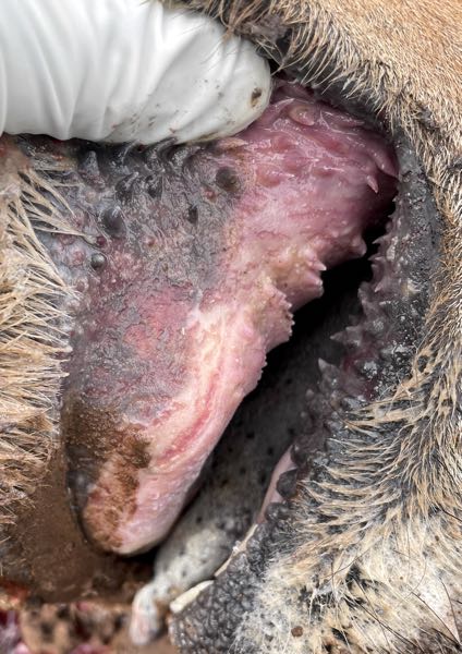 Image of bovine oral mucosa with hyperaemia