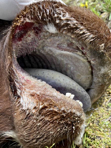 Image of bovine mouth with frothy saliva