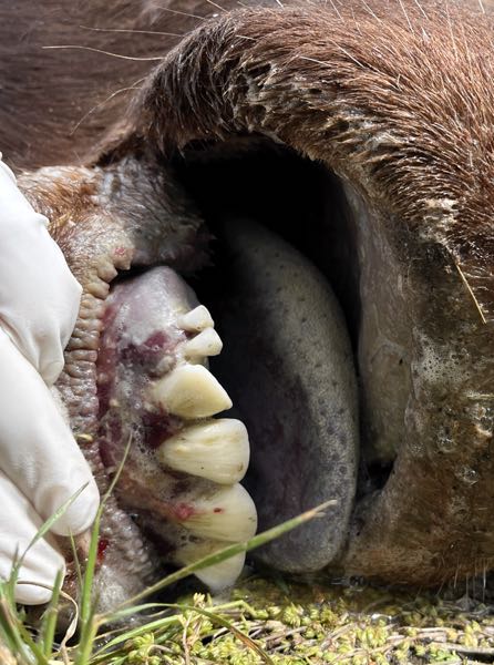 Image of bovine tongue with erosions