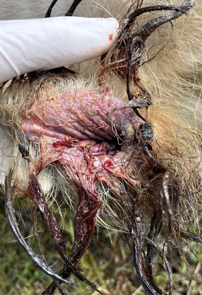 Image of bovine preputial mucosa thickened and necrotic