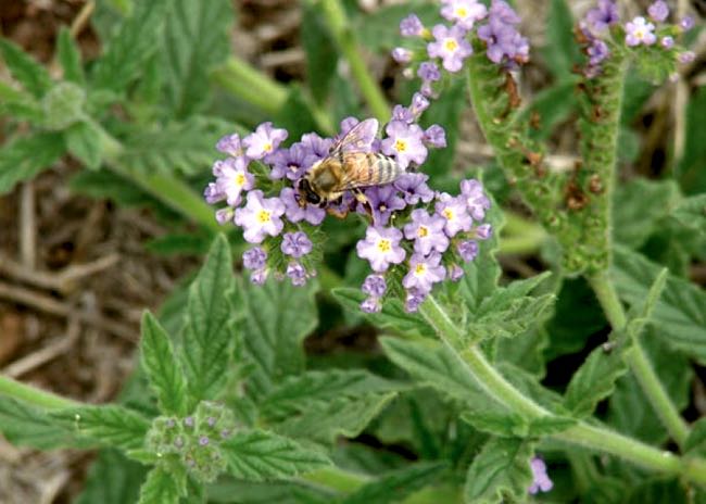 Image of blue heliotrope flowers