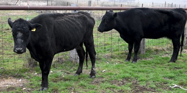 Image of one emaciated cow and one normal cow