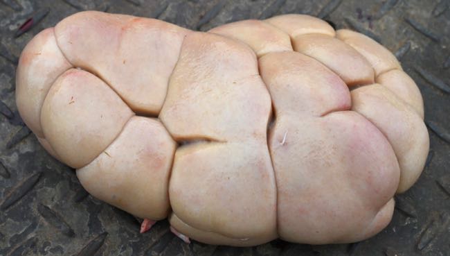 Image of pale bovine kidney