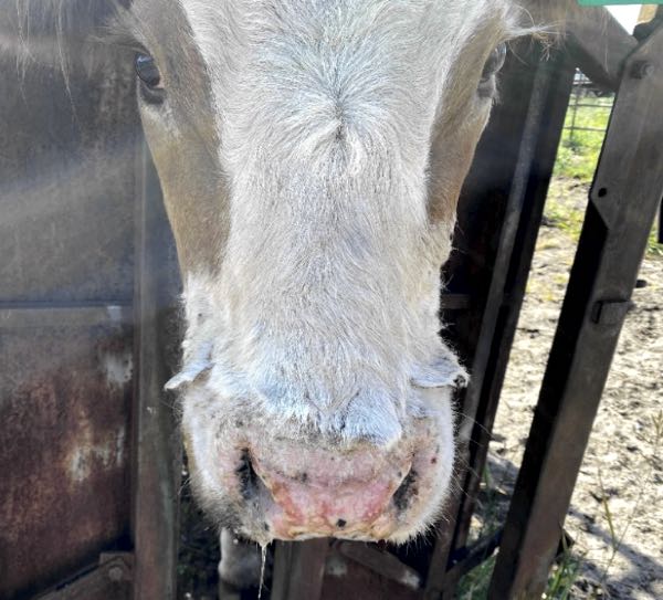 Image of cow with scaly nose