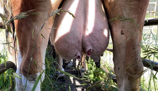 Image of cow udder with red lesion