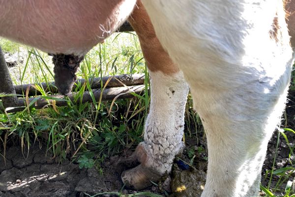Image of cow teat with scaly skin