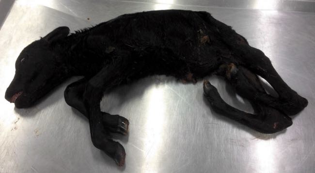Image of calf with arthhrogyposis
