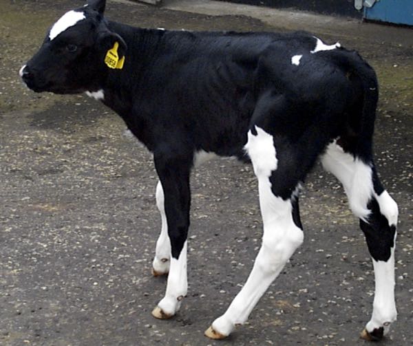 Image of calf with wide-based stance