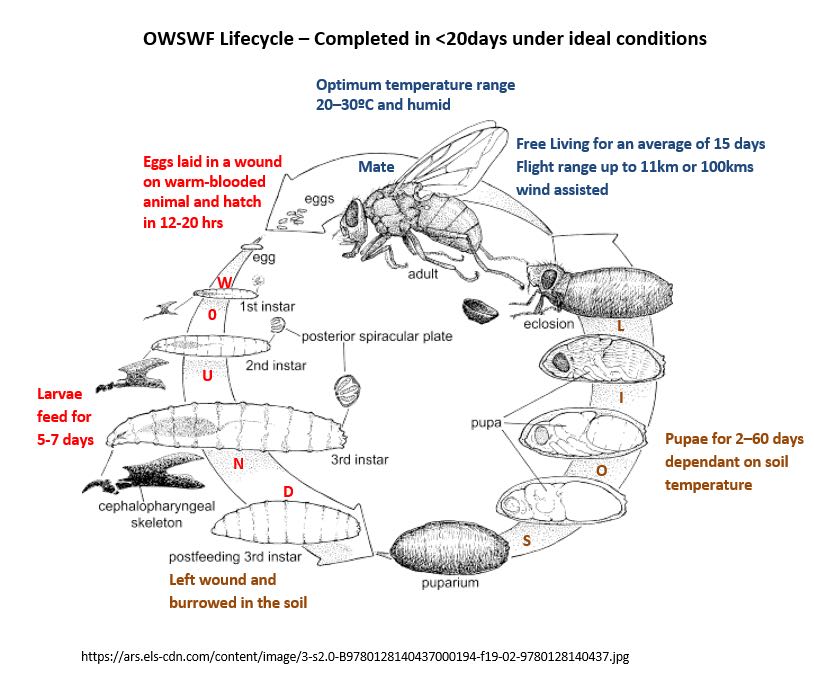 Image of life cycle of old world screw-worm fly