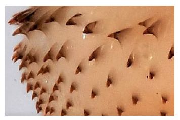 Image of screw-worm fly anterior spiracles