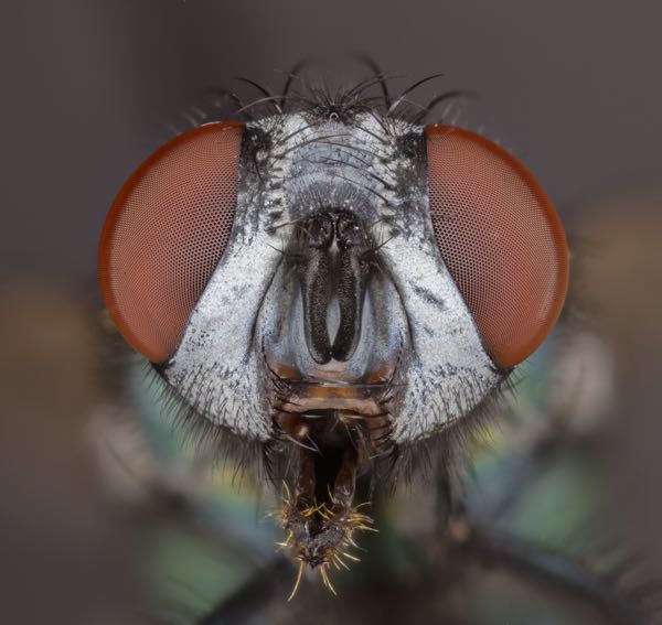 Image of white faced Lucilia sericata