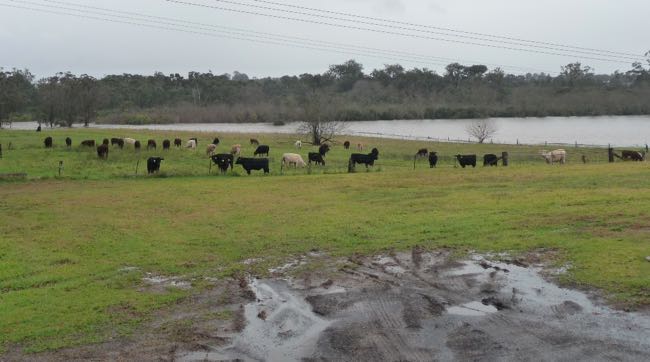 Image of cattle at pasture in flood