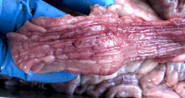 Image of goat colon with colitis