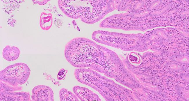 Photomicrograph of sheep small intestine