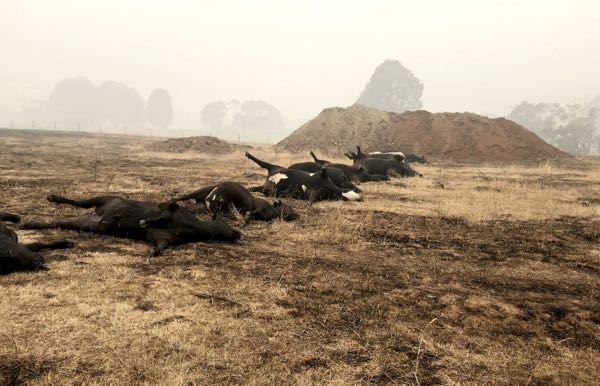 Image of dead cattle and burnt grass