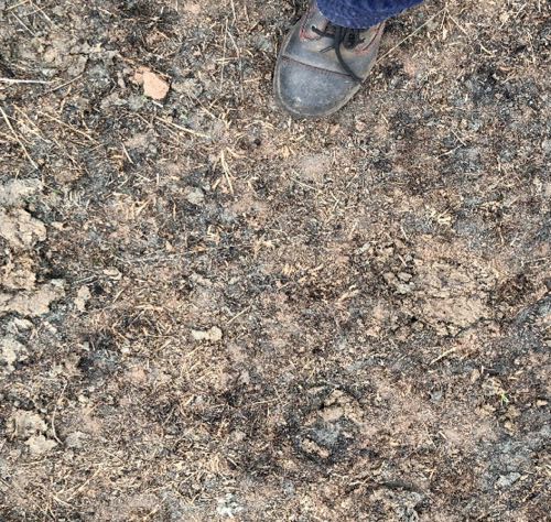 Image of dead cattle and burnt grass