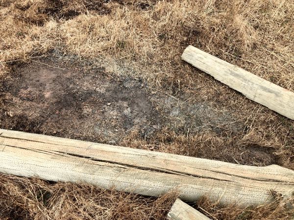 Image of dead cattle and burnt grass