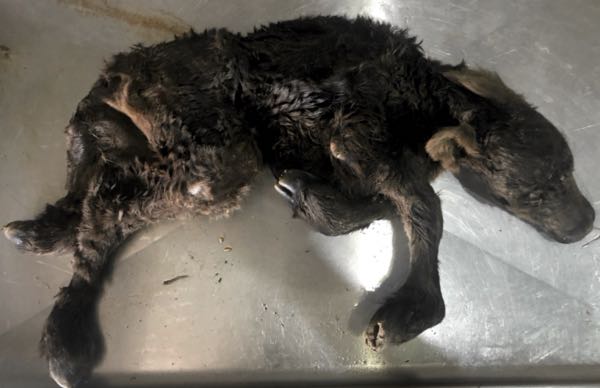 Image of dead black calf with limb and bodily distortion