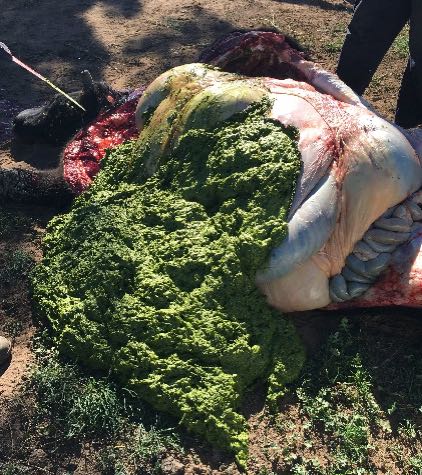 Image of cattle rumen excised post-mortem to show frothy contents