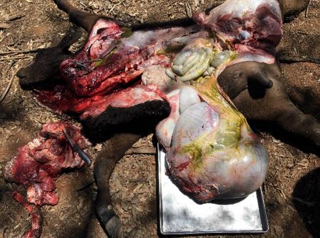 Image of calf post-mortem showing anterior congestion and torn rumen