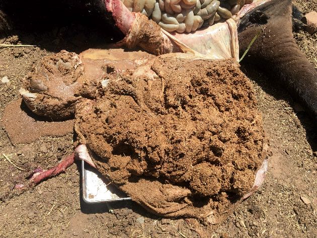 Image of cattle rumen excised post-mortem to show dry ingesta