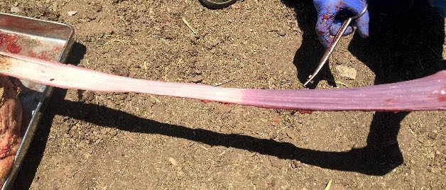Image of calf post-mortem showing bloat line on oesophagus