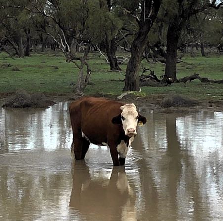Image of cow standing in water
