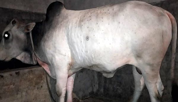 Image of bull with skin nodules