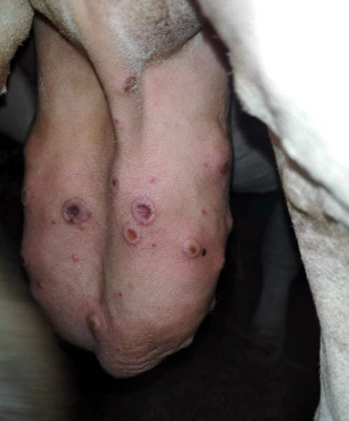Image of bovine scrotal skin with nodules