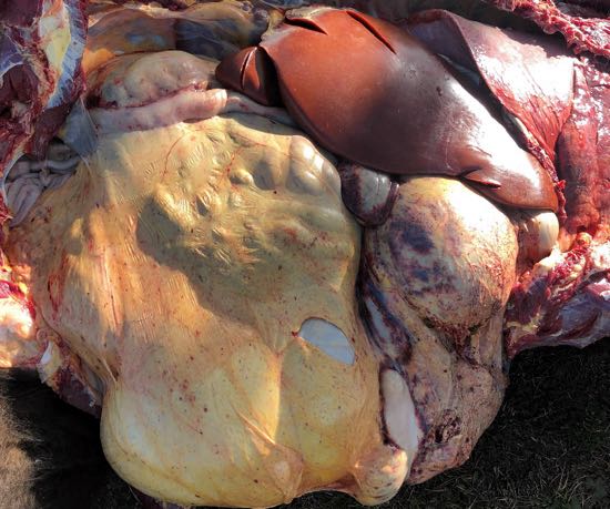 Image of bovine post-mortem abdomen