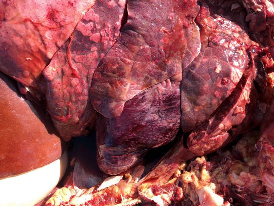 Image of bovine post-mortem thorax