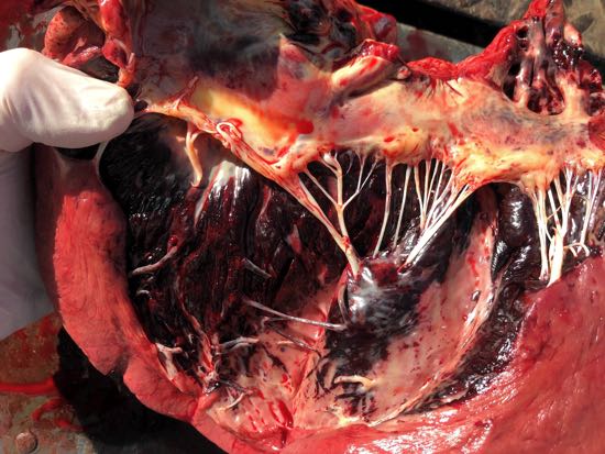 Image of bovine post-mortem endocardial haemorrhages