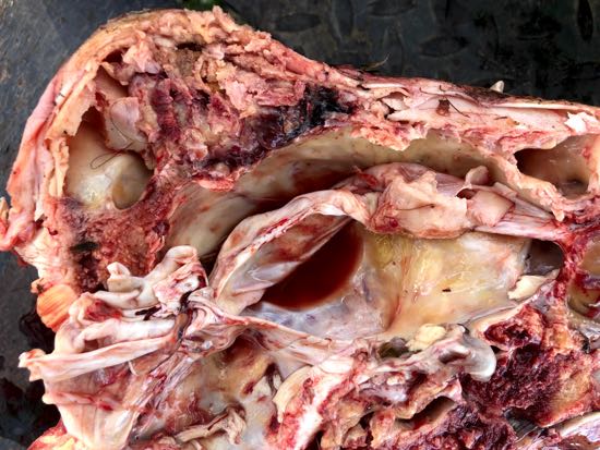 Image of bovine post-mortem cranial neoplasm