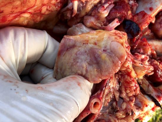 Image of bovine post-mortem neoplastic lymph node