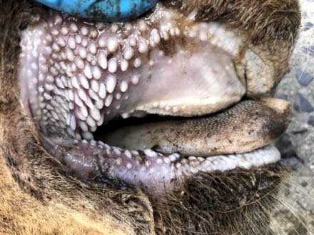 Image of bovine mouth post-mortem showing brown appearance