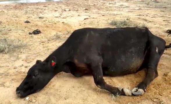 Image of cow with splayed legs