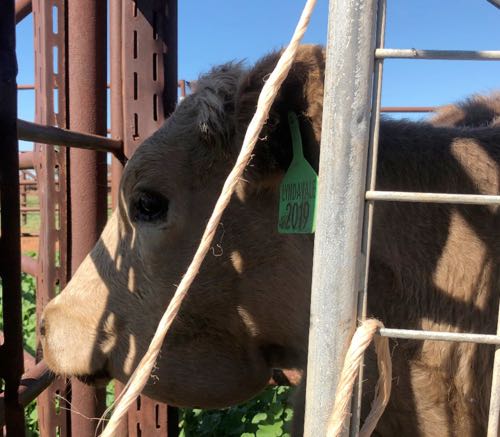 Image of cow with throat swelling