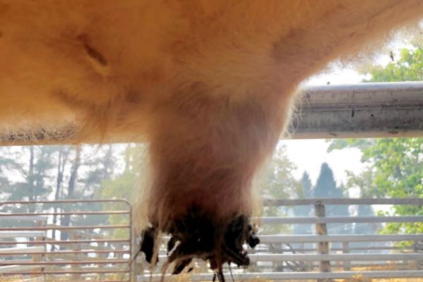 Image of bovine prepuce with ulceration