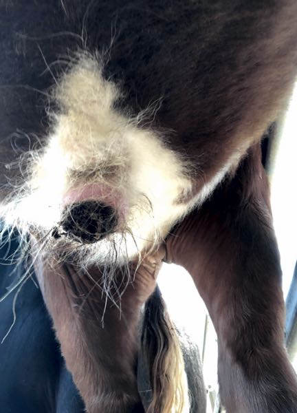 Image of bovine prepuce with ulceration