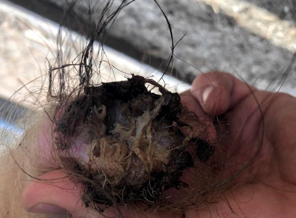 Image of bovine prepuce with ulceration